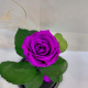 Purple Eternal Rose in Flask Lerosh - Classic 27 cm