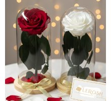 Мініатюрна троянда в колбі Lerosh - Mini 20 см