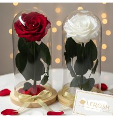 Мініатюрна троянда в колбі Lerosh - Mini 20 см