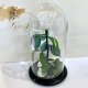 White Eternal Rose in Flask Lerosh - Classic 27 cm