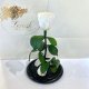 White Eternal Rose in Flask Lerosh - Classic 27 cm