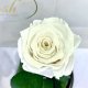 White Eternal Rose in Flask Lerosh - Classic 27 cm