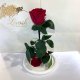 Бордова троянда в колбі Lerosh - Classic 27 см