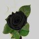 Black Eternal Rose in Flask Lerosh - Classic 27 cm