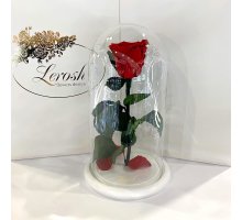 Червона троянда в колбі Lerosh - Classic 27 см на білій підставці