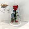 Червона троянда в колбі Lerosh - Classic 27 см на білій підставці