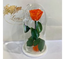 Помаранчева троянда в колбі Lerosh - Classic 27 см