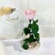 Pink Pearl Eternal Rose in Flask Lerosh - Classic 27 cm