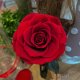 Natural Miniature Stabilized Rose in a Flask Lerosh - Mini 20 cm