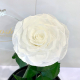 White Eternal Rose in Flask Lerosh - Lux 33 cm