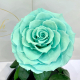 Turquoise Eternal Rose in Flask Lerosh - Lux 33 cm