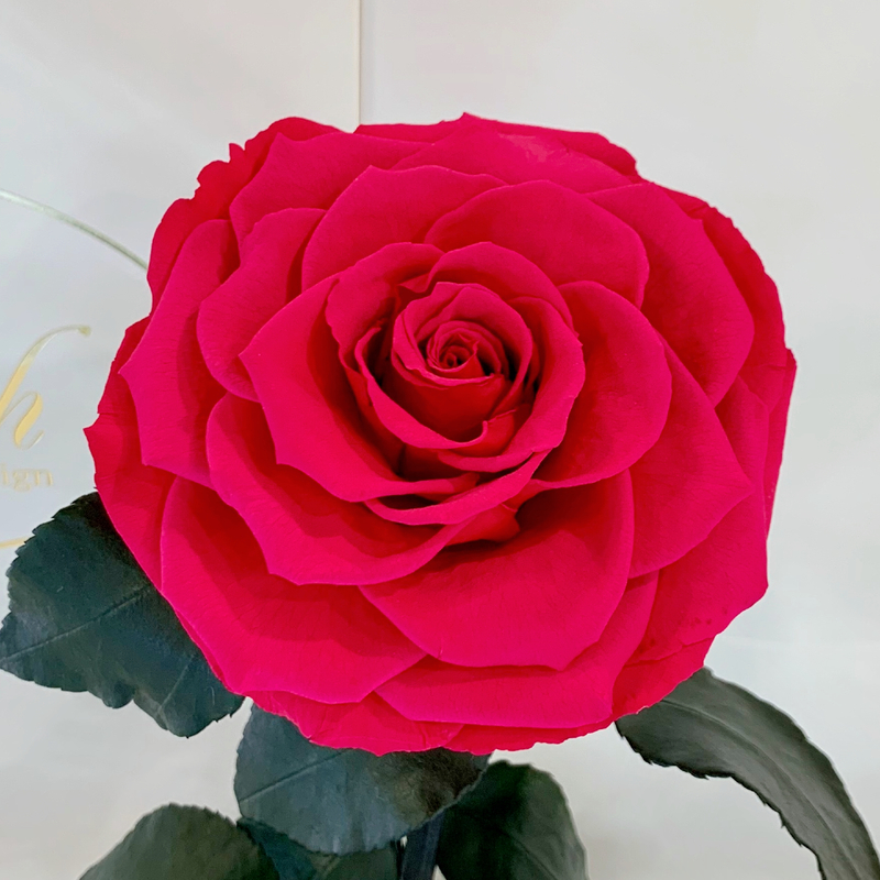 Raspberry Eternal Rose in Flask Lerosh - Lux 33 cm