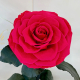 Raspberry Eternal Rose in Flask Lerosh - Lux 33 cm