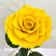 Yellow Eternal Rose in Flask Lerosh - Lux 33 cm
