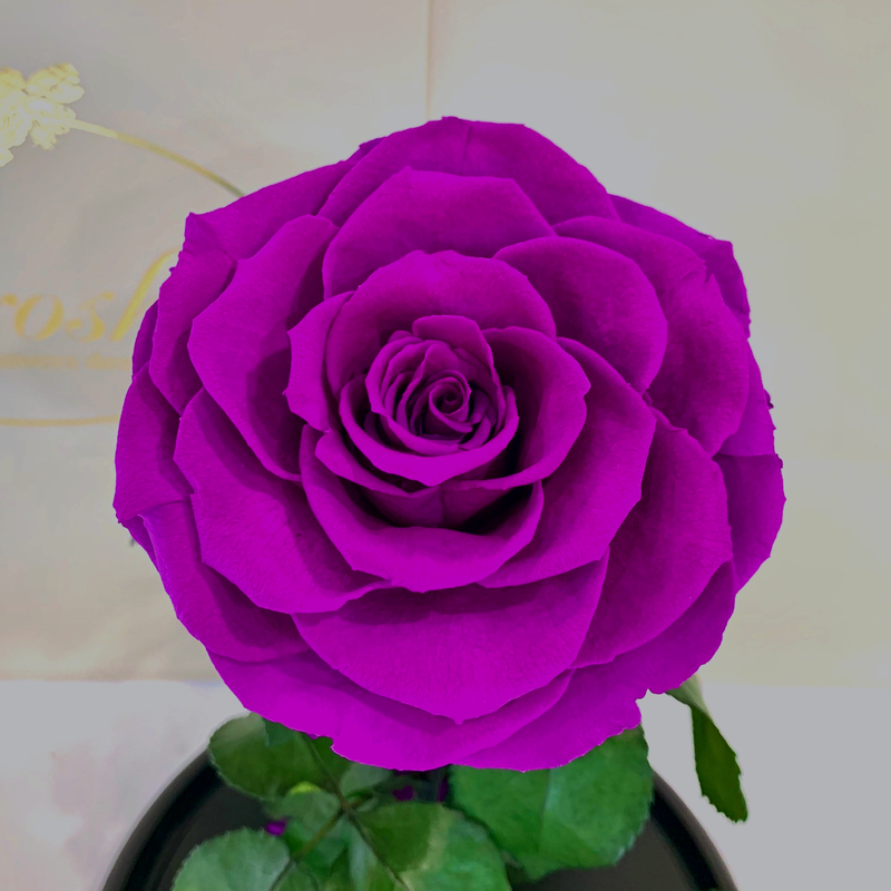 Purple Eternal Rose in Flask Lerosh -  Lux 33 cm