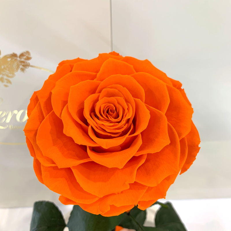 Orange Eternal Rose in Flask Lerosh - Lux 33 cm