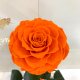 Orange Eternal Rose in Flask Lerosh - Lux 33 cm