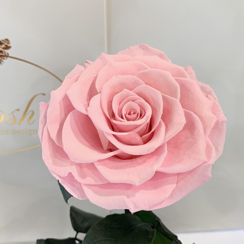 Pink Eternal Rose in Flask Lerosh - Lux 33 cm