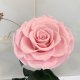 Pink Eternal Rose in Flask Lerosh - Lux 33 cm
