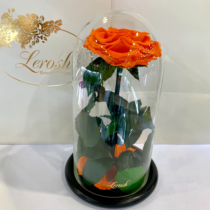 Помаранчева троянда в колбі Lerosh - Premium 27 см