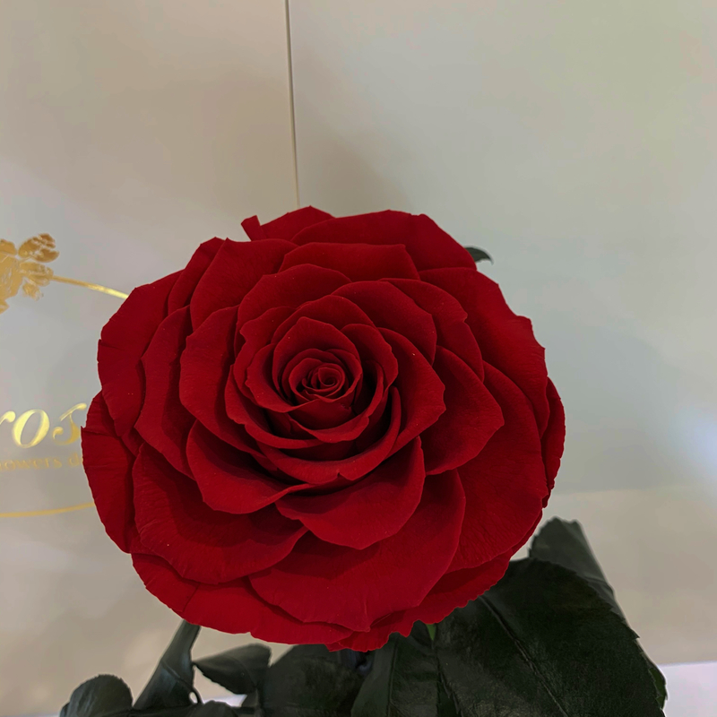 Dark red Rose in Flask Lerosh - Premium 27 cm