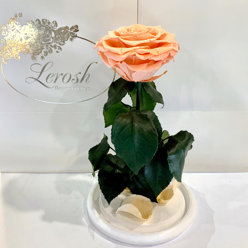 Peach Eternal Rose in Flask Lerosh - Premium 27 cm
