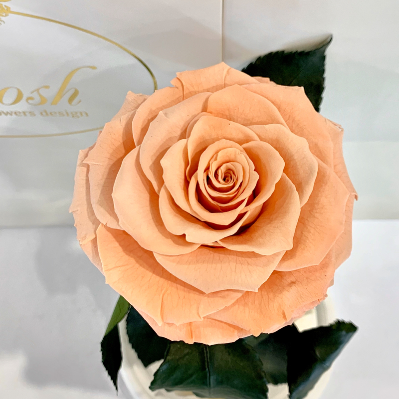 Peach Eternal Rose in Flask Lerosh - Premium 27 cm