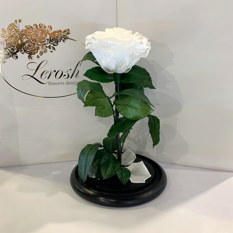 Белая роза в колбе Lerosh - Premium 27 см