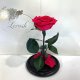 Raspberry Eternal Rose in Flask Lerosh - Premium 27 cm