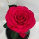 Raspberry Eternal Rose in Flask Lerosh - Premium 27 cm