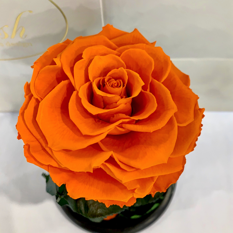 Orange Eternal Rose in Flask Lerosh - Premium 27 cm
