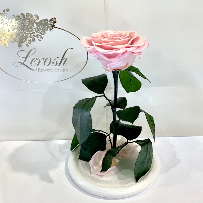 Рожева Перлова троянда в колбі Lerosh - Premium 27 см