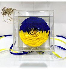 Стабілізований бутон троянди "Прапор України" в подарунковій коробці Lerosh - Premium