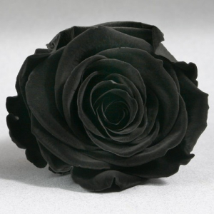 Black rose in a flask