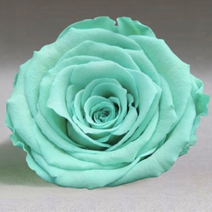 Turquoise rose in a flask