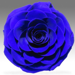 Blue rose in a flask