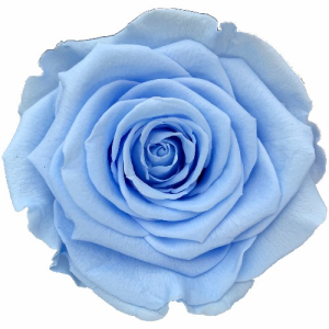 Blue rose in a flask