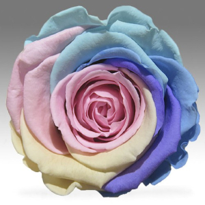 Candy rainbow rose in a flask