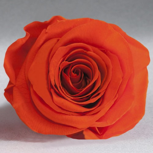 Orange rose in a flask