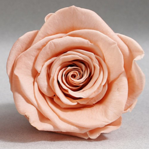 Peach rose in a flask