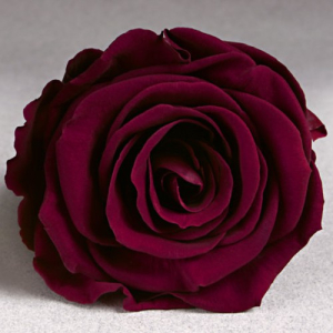 Burgundy-crimson rose in a flask