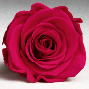 Raspberry rose in a flask