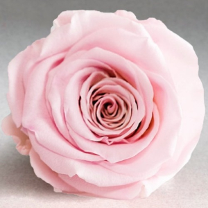 Pink rose in a flask