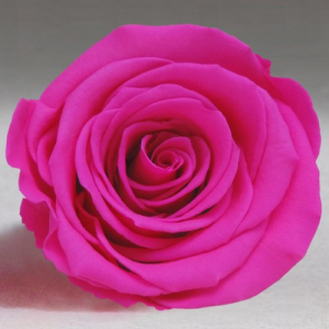 Hot pink rose in a flask