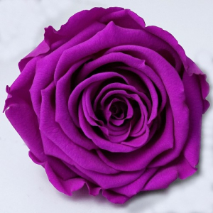 Purple rose in a flask