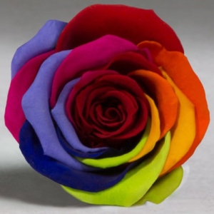 Rainbow rose in a bulb