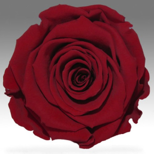 Burgundy dark red rose in a flask