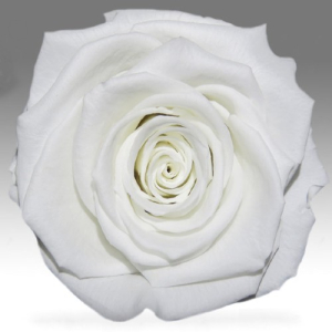 White rose in a flask