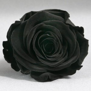 Черная роза в колбе