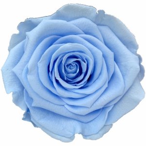 Голубая роза в колбе